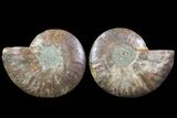 Cut & Polished Ammonite Fossil - Agatized #78361-1